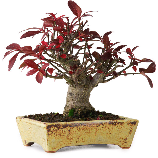 Euonymus alatus, 13 cm, ± 15 ans, photographié aux couleurs d'automne (15 octobre)