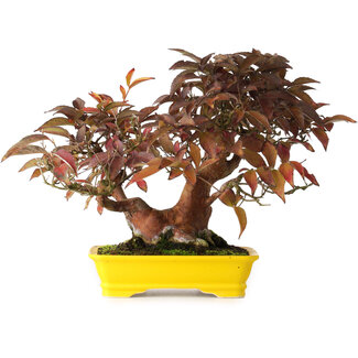 Stewartia monadelpha, 25 cm, ± 20 years old