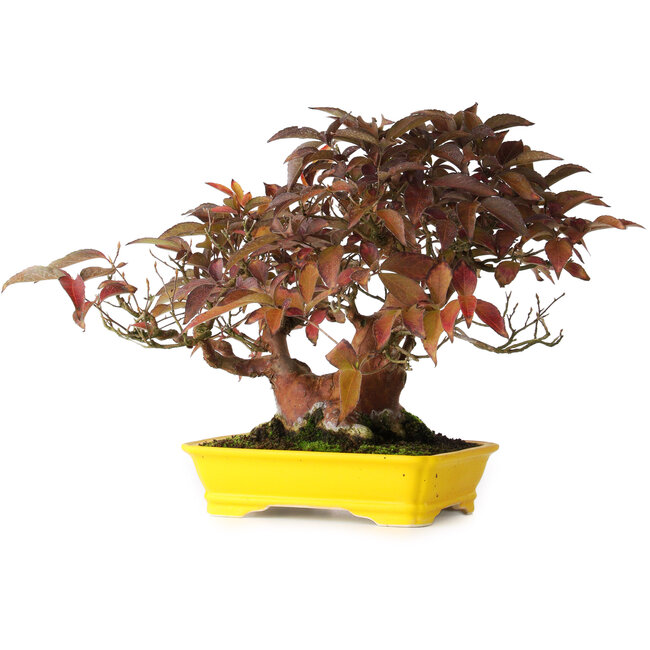 Stewartia monadelpha, 25 cm, ± 20 años, fotografiada con colores otoñales (15 de octubre)