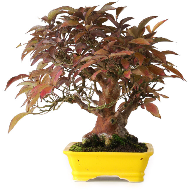 Stewartia monadelpha, 25 cm, ± 20 ans, photographiée aux couleurs d'automne (15 octobre)