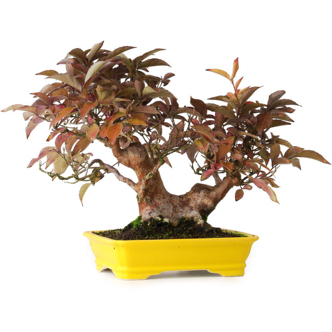 Stewartia monadelpha, 25 cm, ± 20 Jahre alt, fotografiert in Herbstfarben (15. Oktober)