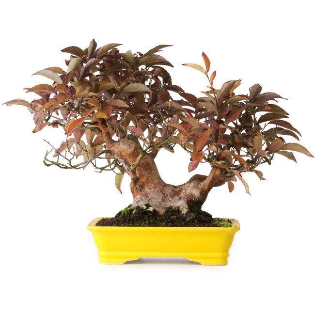 Stewartia monadelpha, 25 cm, ± 20 ans, photographiée aux couleurs d'automne (15 octobre)