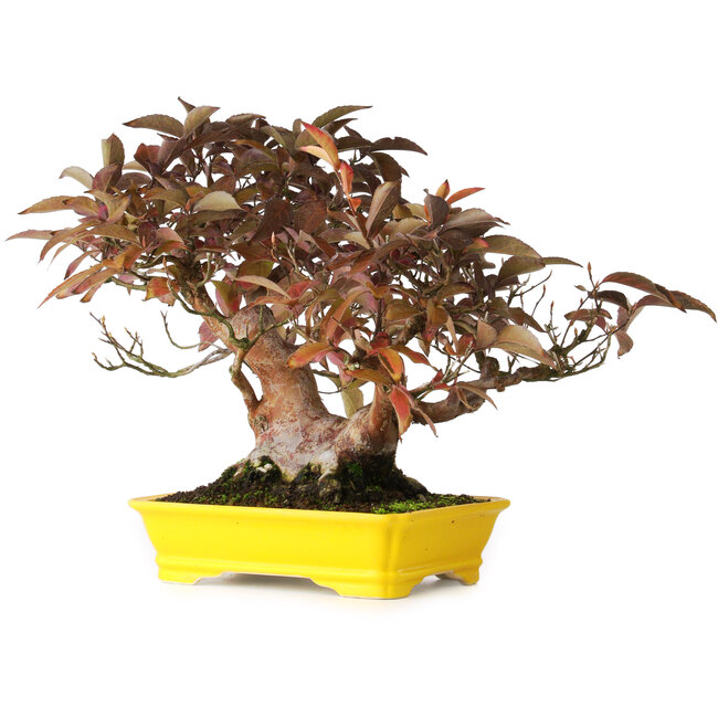 Stewartia monadelpha, 25 cm, ± 20 jaar oud, gefotografeerd in herfstkleuren (15 oktober)