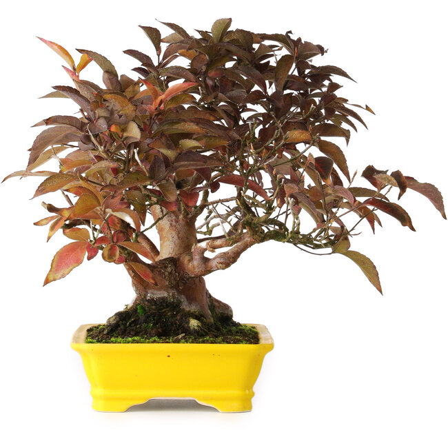 Stewartia monadelpha, 25 cm, ± 20 ans, photographiée aux couleurs d'automne (15 octobre)