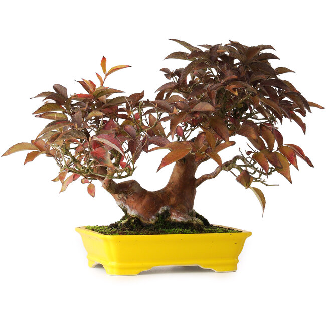 Stewartia monadelpha, 25 cm, ± 20 jaar oud, gefotografeerd in herfstkleuren (15 oktober)