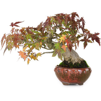 Acer palmatum, 15,5 cm, ± 25 Jahre alt