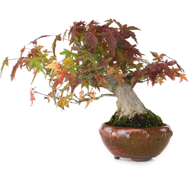 Acer palmatum, 15,5 cm, ± 25 jaar oud, gefotografeerd in herfstkleuren (20 oktober)