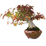 Acer palmatum, 15,5 cm, ± 25 years old, photographed in autumn colours (October 20)