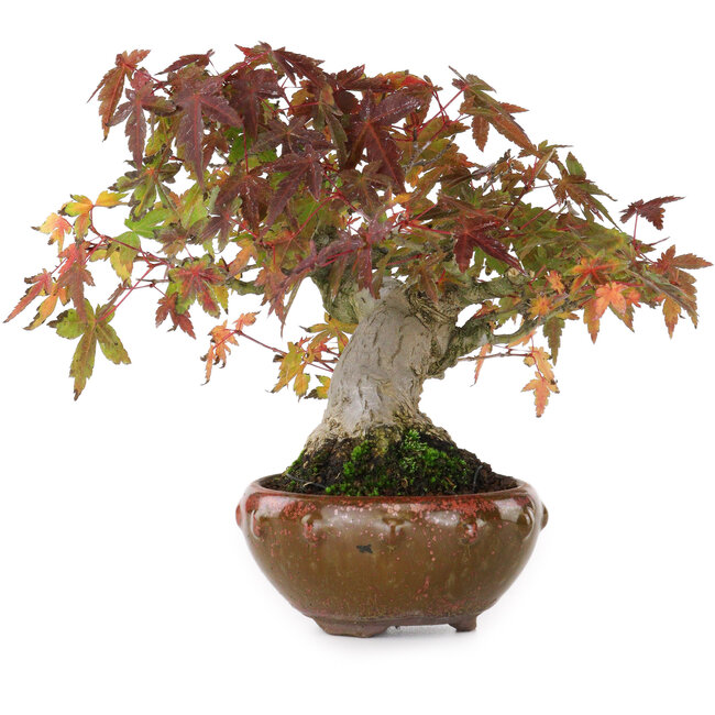 Acer palmatum, 15,5 cm, ± 25 anni, fotografato nei colori autunnali (20 ottobre)