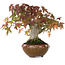 Acer palmatum, 15,5 cm, ± 25 ans, photographié aux couleurs d'automne (20 octobre)