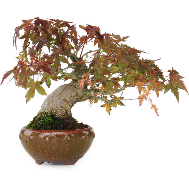 Acer palmatum, 15,5 cm, ± 25 Jahre alt, fotografiert in Herbstfarben (20. Oktober)
