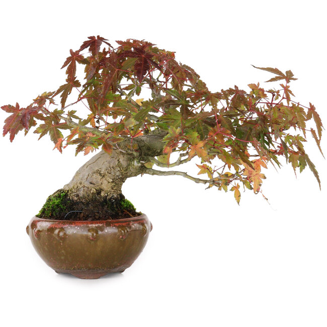 Acer palmatum, 15,5 cm, ± 25 años, fotografiado con colores otoñales (20 de octubre)