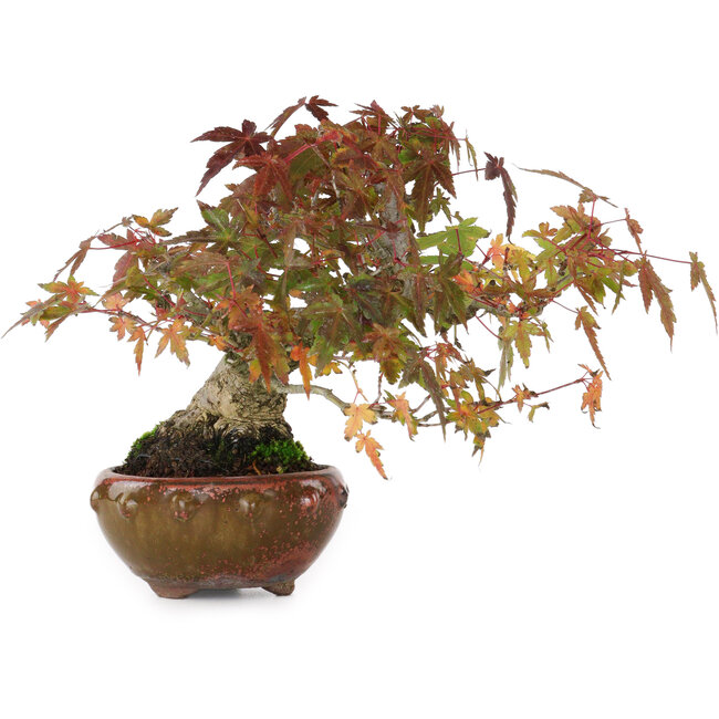 Acer palmatum, 15,5 cm, ± 25 Jahre alt, fotografiert in Herbstfarben (20. Oktober)