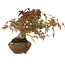 Acer palmatum, 15,5 cm, ± 25 years old, photographed in autumn colours (October 20)
