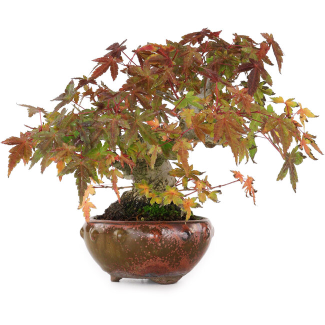 Acer palmatum, 15,5 cm, ± 25 ans, photographié aux couleurs d'automne (20 octobre)