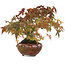 Acer palmatum, 15,5 cm, ± 25 anni, fotografato nei colori autunnali (20 ottobre)