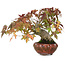 Acer palmatum, 15,5 cm, ± 25 ans, photographié aux couleurs d'automne (20 octobre)
