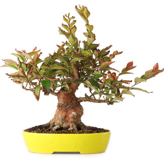 Stewartia monadelpha, 20,5 cm, ± 20 years old