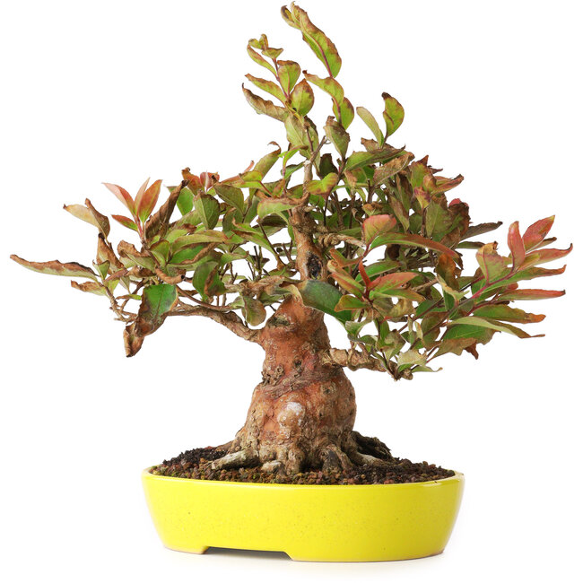 Stewartia monadelpha, 20,5 cm, ± 20 ans, photographiée aux couleurs d'automne (15 octobre)