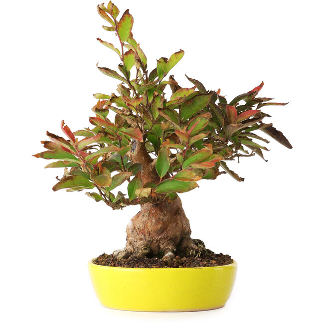 Stewartia monadelpha, 20,5 cm, ± 20 anni, fotografata nei colori autunnali (15 ottobre)