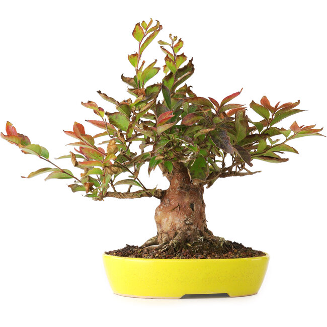 Stewartia monadelpha, 20,5 cm, ± 20 jaar oud, gefotografeerd in herfstkleuren (15 oktober)