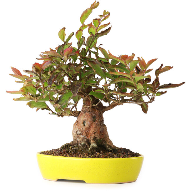 Stewartia monadelpha, 20,5 cm, ± 20 Jahre alt, fotografiert in Herbstfarben (15. Oktober)