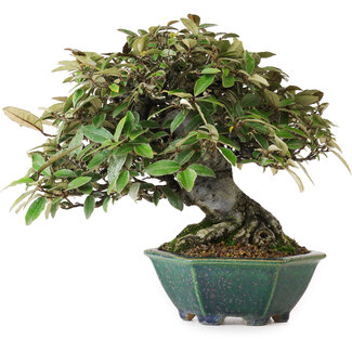 Aiba Koyou Elaeagnus, 17,5 cm, ± 25 años