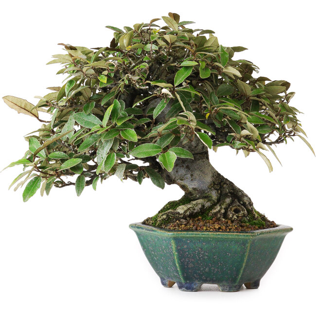 Ölweide (Elaeagnus), 17,5 cm, ca. 25 Jahre alt, aus der Baumschule Taiga Urushibata, in einem handgefertigten japanischen Topf von Aiba Koyou, fotografiert in Herbstfarben (15. Oktober)