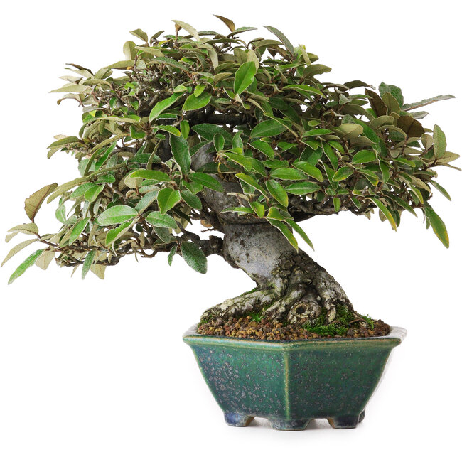 Ölweide (Elaeagnus), 17,5 cm, ca. 25 Jahre alt, aus der Baumschule Taiga Urushibata, in einem handgefertigten japanischen Topf von Aiba Koyou, fotografiert in Herbstfarben (15. Oktober)