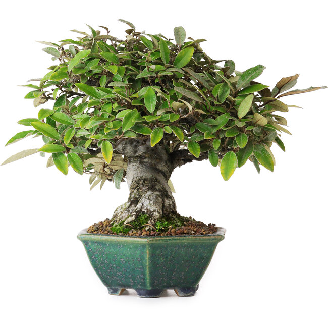 Elaeagnus, 17,5 cm, ± 25 años, del vivero de Taiga Urushibata, en una maceta japonesa hecha a mano por Aiba Koyou, fotografiado con colores otoñales (15 de octubre)