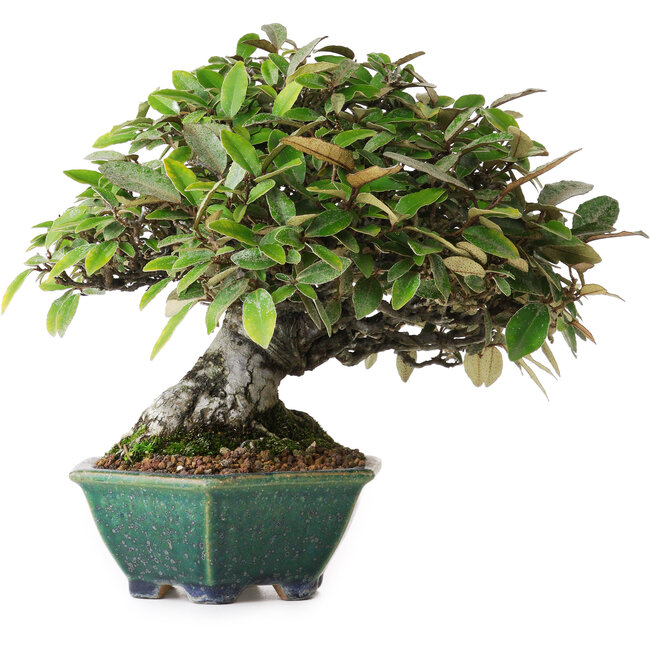 Elaeagnus, 17,5 cm, ± 25 years old, from the nursery of Taiga Urushibata, in a handmade Japanese pot by Aiba Koyou, photographed in autumn colours (October 15)