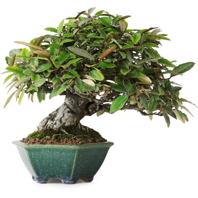 Elaeagnus, 17,5 cm, ± 25 jaar oud, afkomstig uit de kwekerij van Taiga Urushibata, in een handgemaakte Japanse pot van Aiba Koyou, gefotografeerd in herfstkleuren (15 oktober)