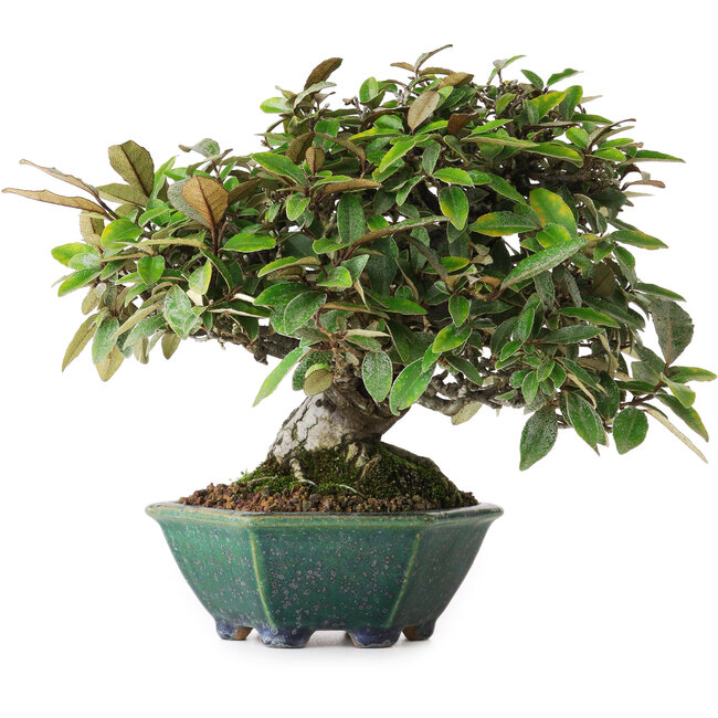 Elaeagnus, 17,5 cm, ± 25 años, del vivero de Taiga Urushibata, en una maceta japonesa hecha a mano por Aiba Koyou, fotografiado con colores otoñales (15 de octubre)