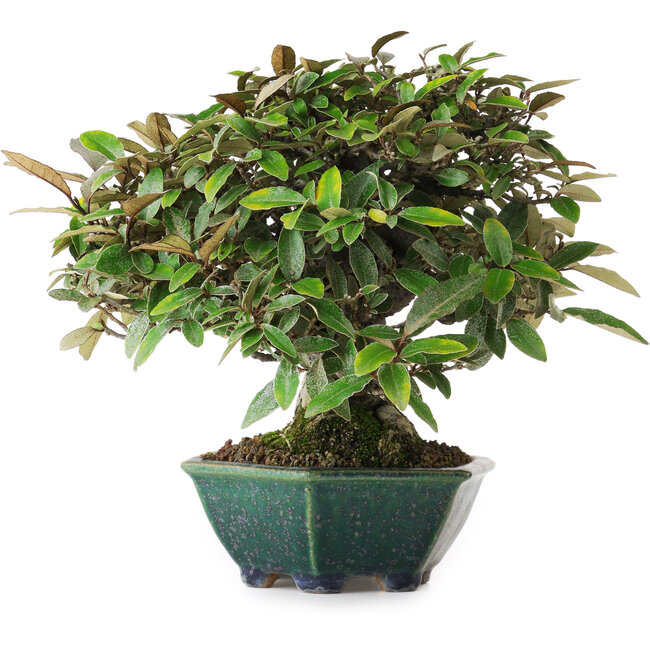 Elaeagnus, 17,5 cm, ± 25 ans, provenant de la pépinière de Taiga Urushibata, dans un pot japonais fait main par Aiba Koyou, photographié aux couleurs d'automne (15 octobre)