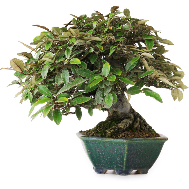 Elaeagnus, 17,5 cm, ± 25 años, del vivero de Taiga Urushibata, en una maceta japonesa hecha a mano por Aiba Koyou, fotografiado con colores otoñales (15 de octubre)