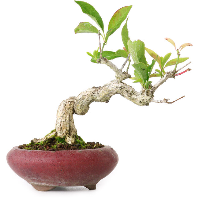 Euonymus alatus, 13 cm, ± 12 Jahre alt, fotografiert in Herbstfarben (15. Oktober)