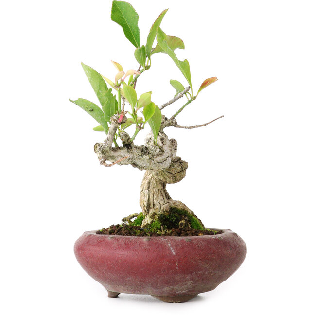 Euonymus alatus, 13 cm, ± 12 jaar oud, gefotografeerd in herfstkleuren (15 oktober)