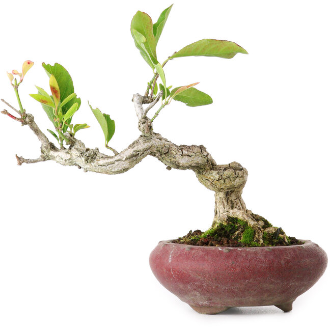 Euonymus alatus, 13 cm, ± 12 jaar oud, gefotografeerd in herfstkleuren (15 oktober)