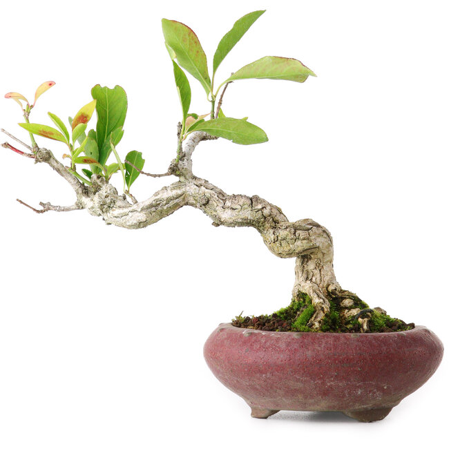 Euonymus alatus, 13 cm, ± 12 años, fotografiado con colores otoñales (15 de octubre)