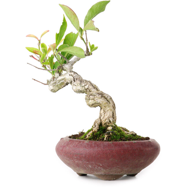 Euonymus alatus, 13 cm, ± 12 anni, fotografato nei colori autunnali (15 ottobre)