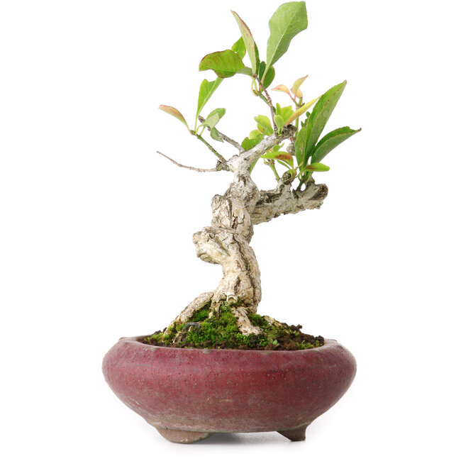 Euonymus alatus, 13 cm, ± 12 Jahre alt, fotografiert in Herbstfarben (15. Oktober)