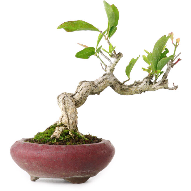 Euonymus alatus, 13 cm, ± 12 jaar oud, gefotografeerd in herfstkleuren (15 oktober)