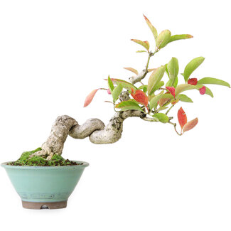 Euonymus alatus, 15,5 cm, ± 12 jaar oud