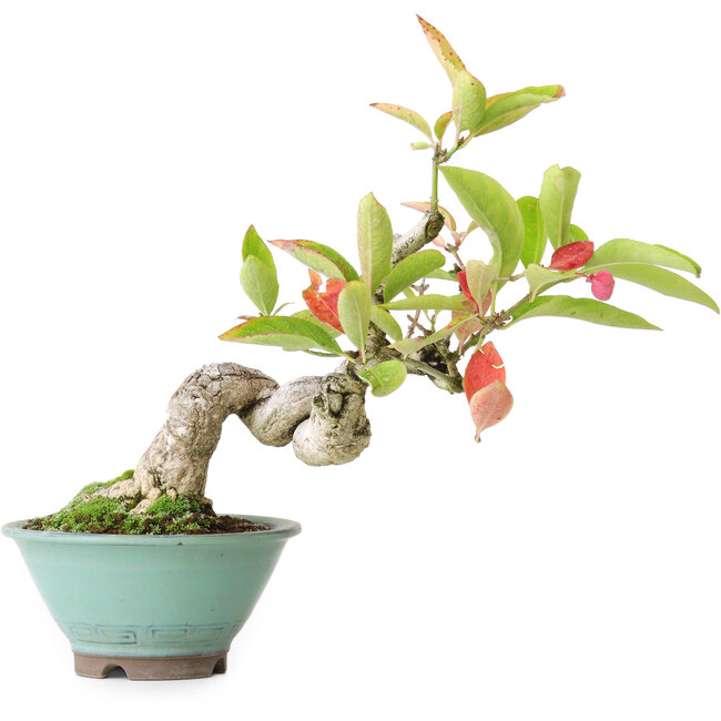 Euonymus alatus, 15,5 cm, ± 12 anni, fotografato nei colori autunnali (15 ottobre)