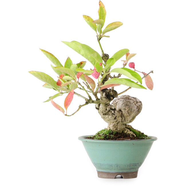 Euonymus alatus, 15,5 cm, ± 12 anni, fotografato nei colori autunnali (15 ottobre)