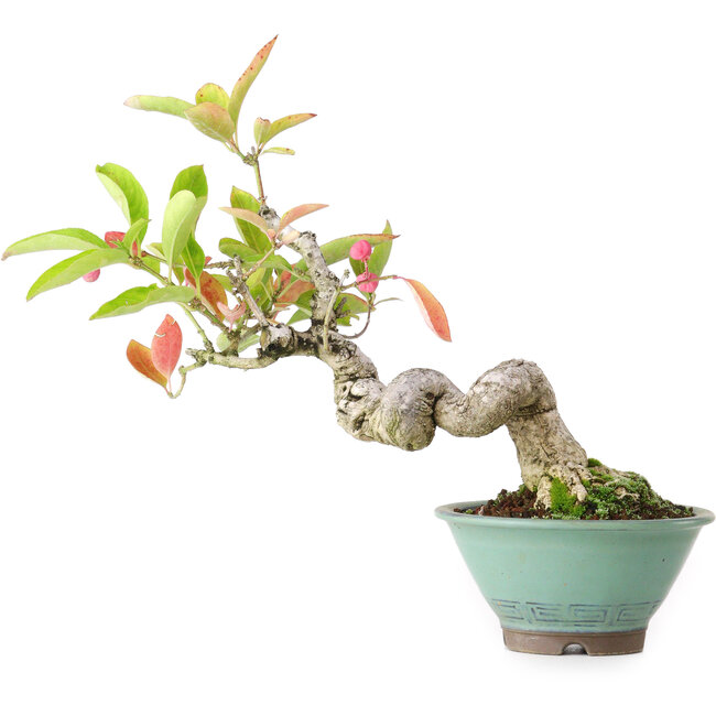 Euonymus alatus, 15,5 cm, ± 12 anni, fotografato nei colori autunnali (15 ottobre)