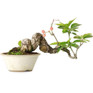 Euonymus alatus, 11,5 cm, ± 15 jaar oud