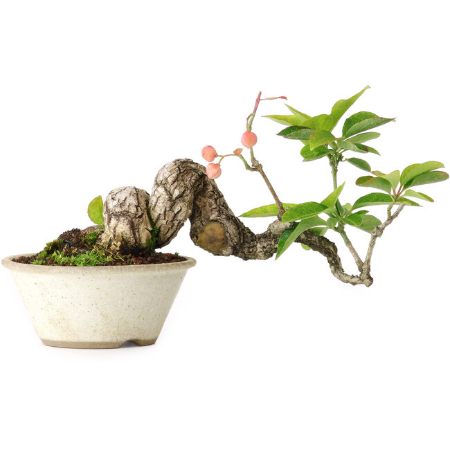 Euonymus alatus, 11,5 cm, ± 15 Jahre alt, fotografiert in Herbstfarben (15. Oktober)