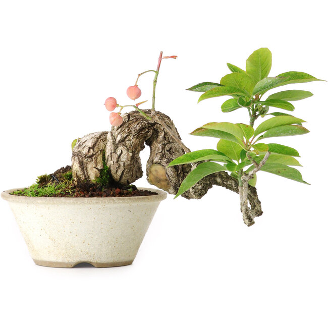 Euonymus alatus, 11,5 cm, ± 15 ans, photographié aux couleurs d'automne (15 octobre)