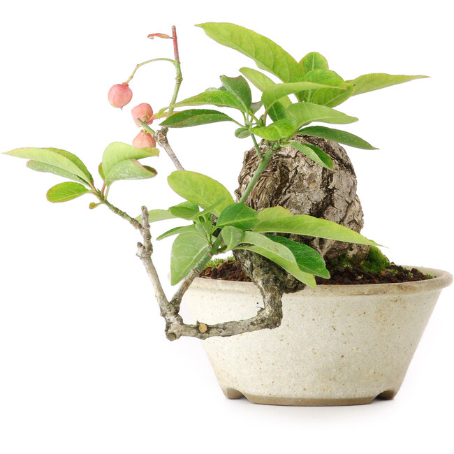 Euonymus alatus, 11,5 cm, ± 15 ans, photographié aux couleurs d'automne (15 octobre)